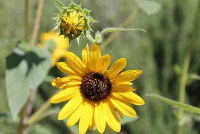 ดอกบัวตอง Mexican sunflower